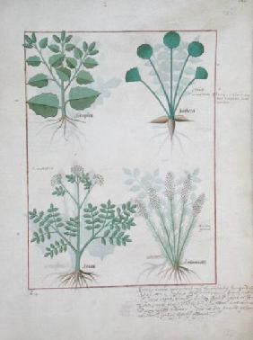 Ms Fr. Fv VI #1 fol.123r Top row: Salt Bush and Anthora. Bottom row: Absinthium and Cardamom