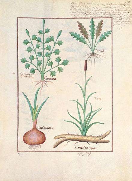 Illustration from 'ThedBook of Simple Medicines' by Mattheaus Platearius (d.c.1161)