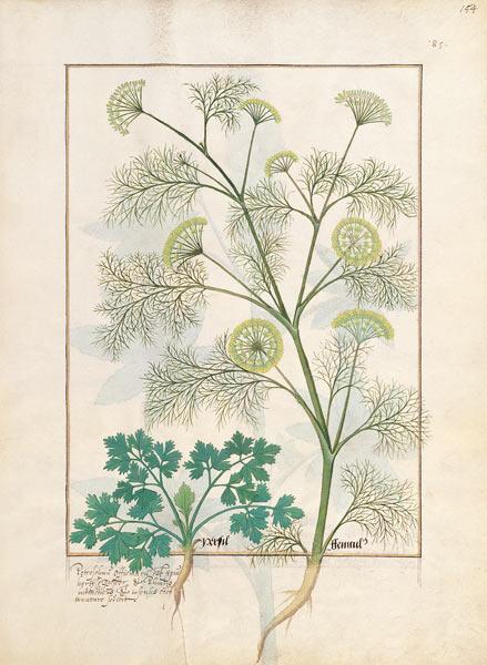 Ms Fr. Fv VI #1 fol.154r Parsley and Fennel