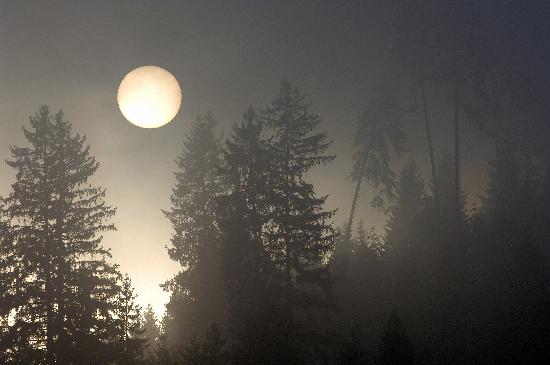 Aufgehende Sonne im Nebelwald from Rolf Haid