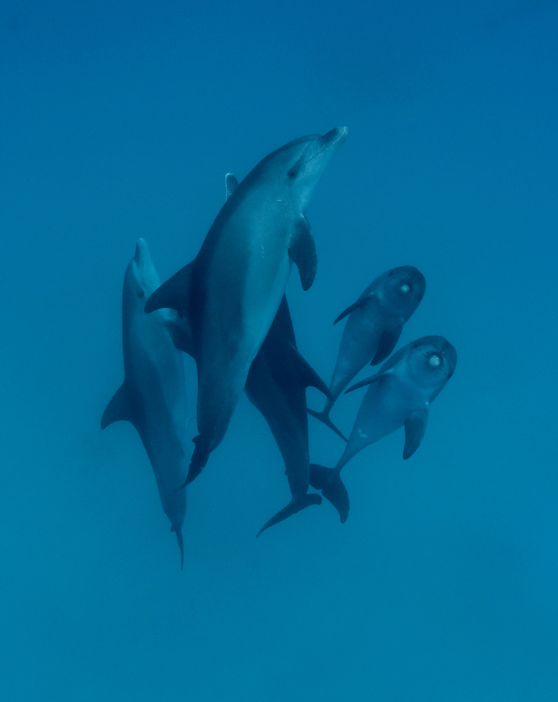Dolphins 6 from Romano Molinari