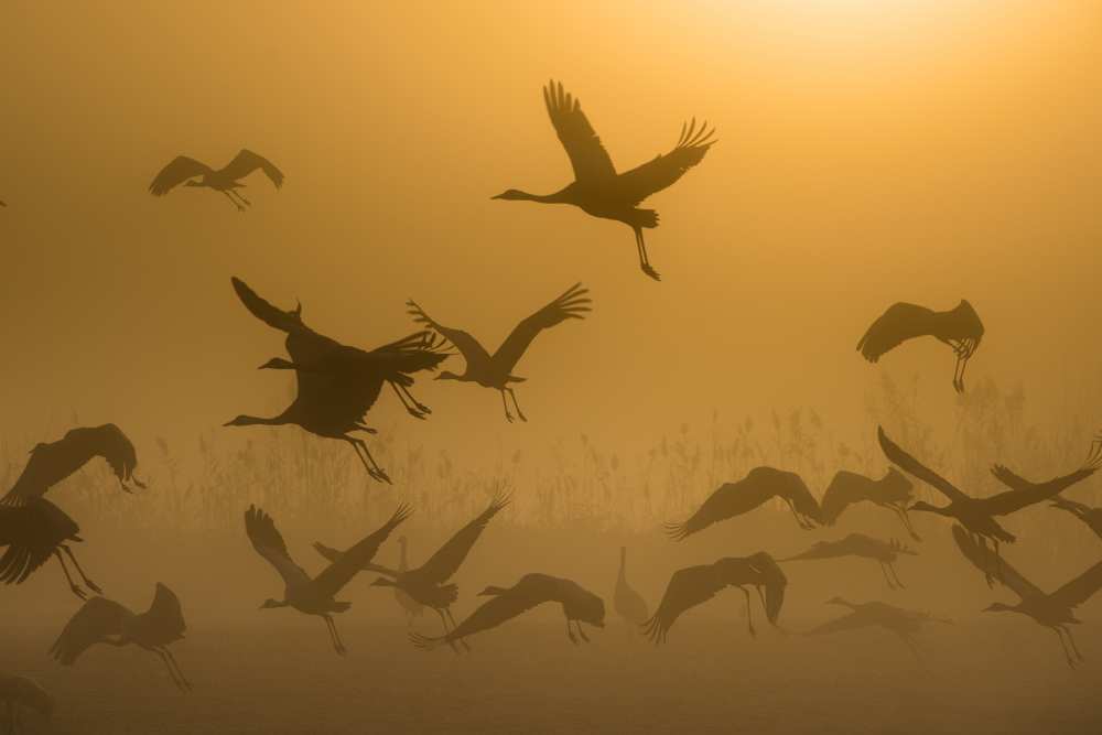 Sunrise with Cranes from Ronen Rosenblatt