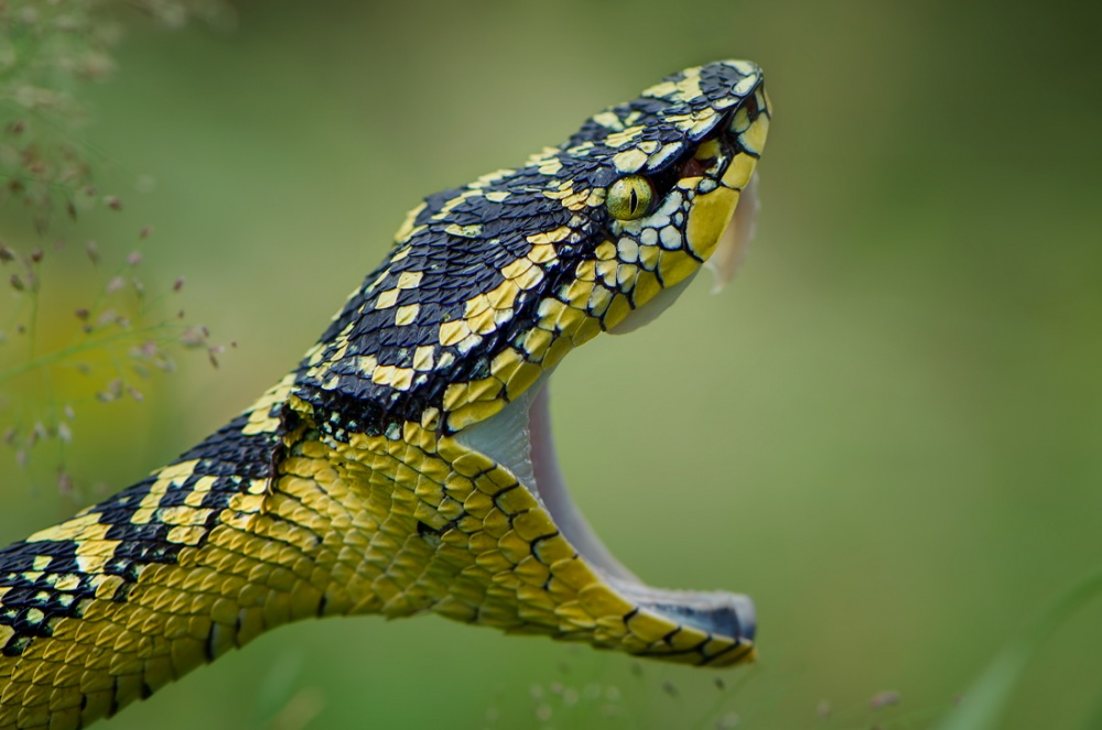 borneo viper from Rooswandy Juniawan