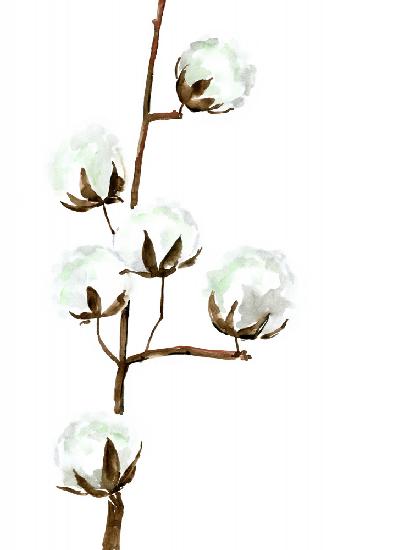 Watercolor cotton branch I
