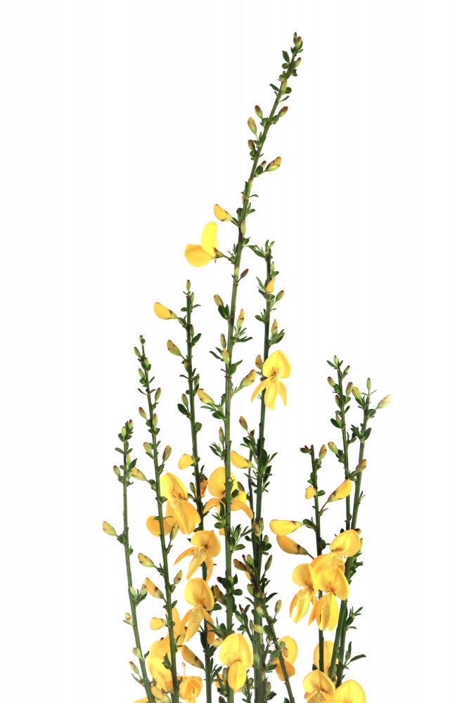 Yellow blooms from Rosana Laiz Blursbyai