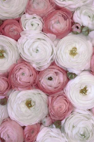 Scattered ranunculus in muted pink II