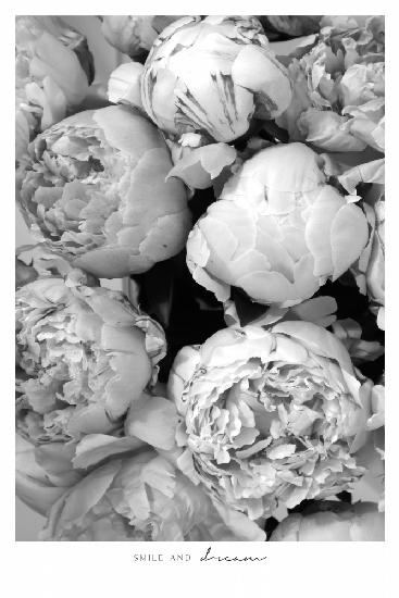 Smile and dream peonies BW