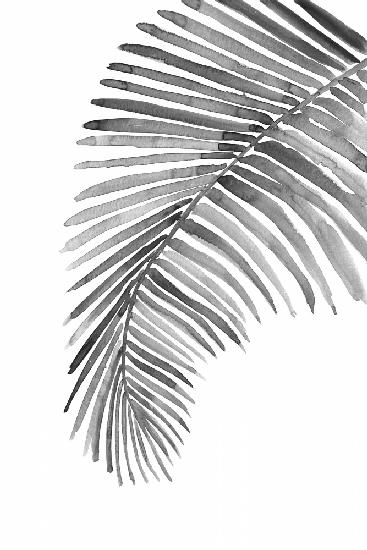 Palm leaf in loose watercolor bw