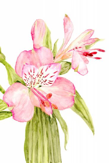 Pink watercolor alstroemeria