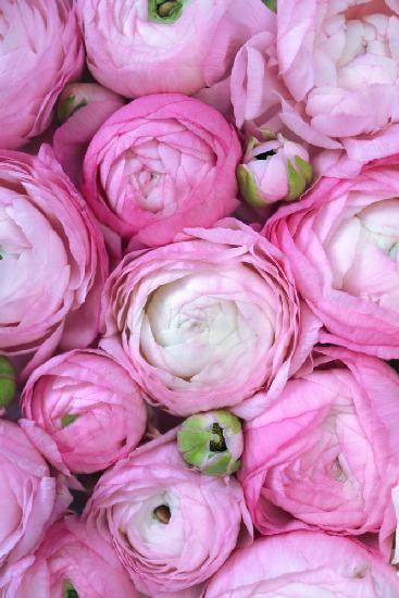 Pink ranunculus