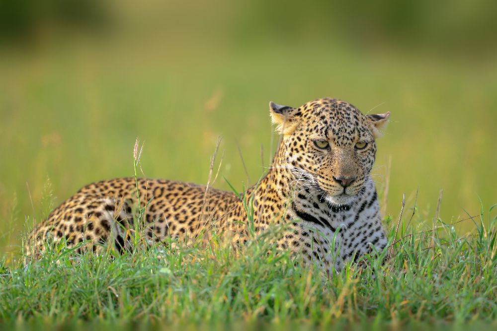 The Leopard from Roshkumar