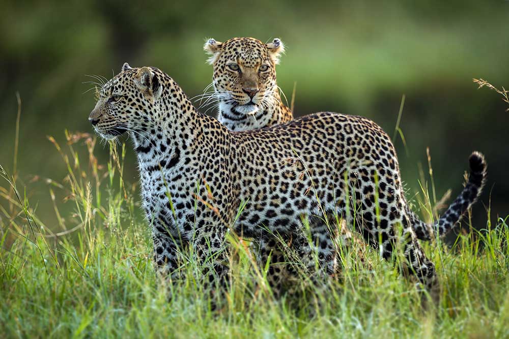 Leopard Family from Roshkumar