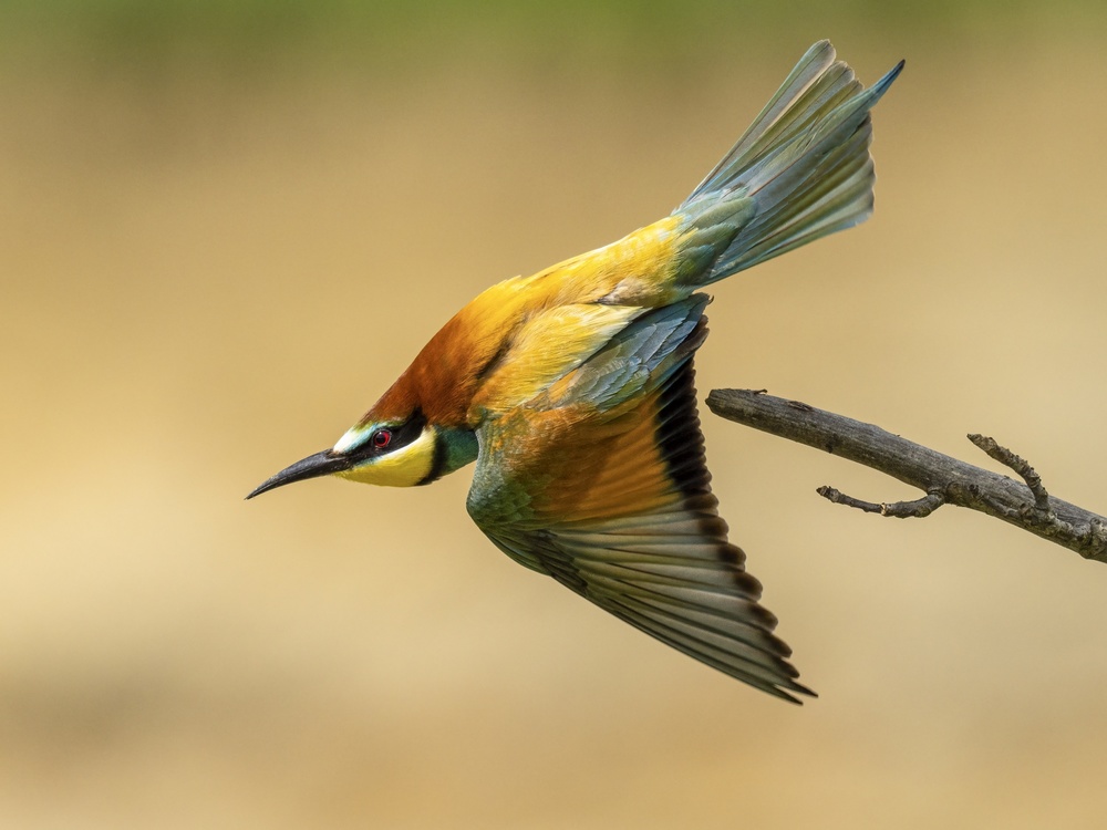 bee-eater from Rostislav Kralik