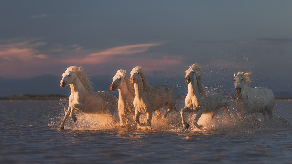 Camargue horses on sunset from Rostovskiy Anton