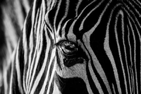 Abstract Zebra
