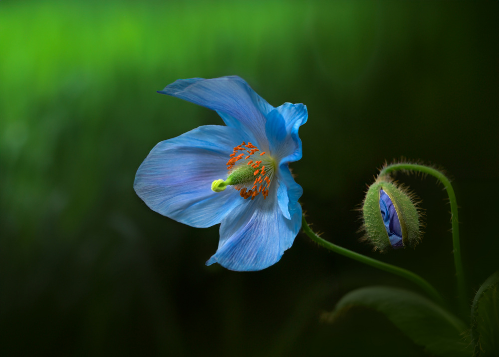 Himalayan Blue Poppy from Ruiqing P.