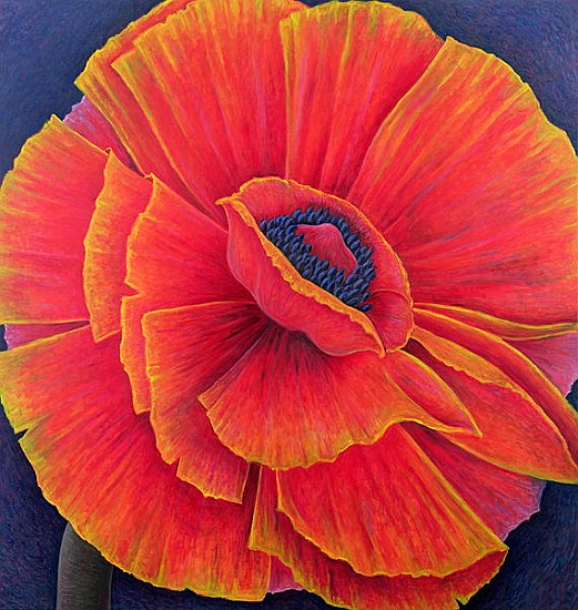 Big Poppy, 2003 (oil on canvas)  from Ruth  Addinall