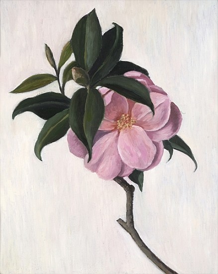 Camelia, 1998 (oil on canvas)  from Ruth  Addinall