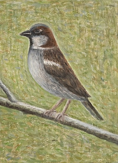 House Sparrow, 2008 (oil on wood)  from Ruth  Addinall