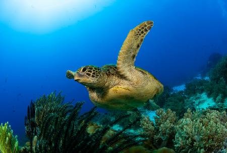 Green Sea turtle