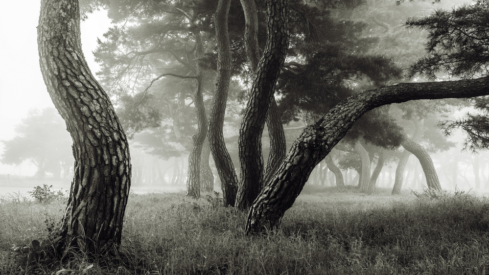 Pine Grove in Fog-1 from Ryu Shin Woo