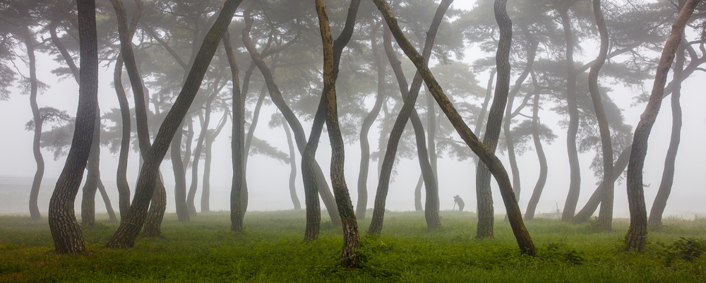 Pine Grove in Fog-4 from Ryu Shin Woo