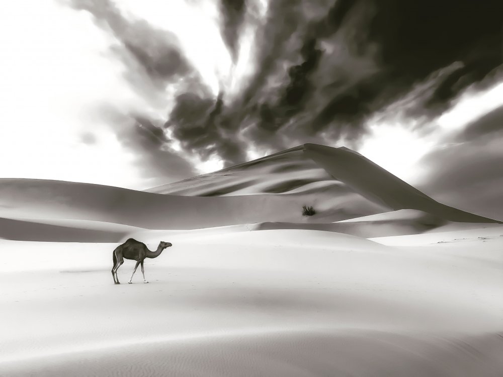 Camel and Dune from Saleem G Alfidi