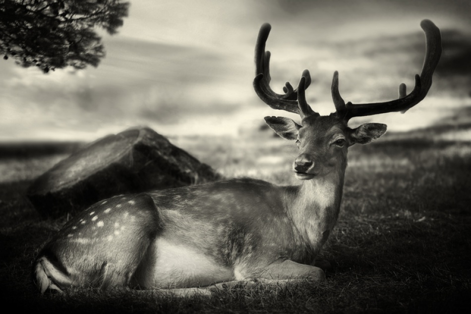 Resting Bambi from Sandra Štimac