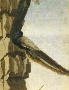 S.Botticelli, Peacock