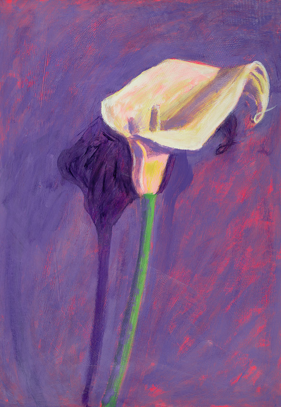 Arum Lily (oil on card)  from Sara  Hayward