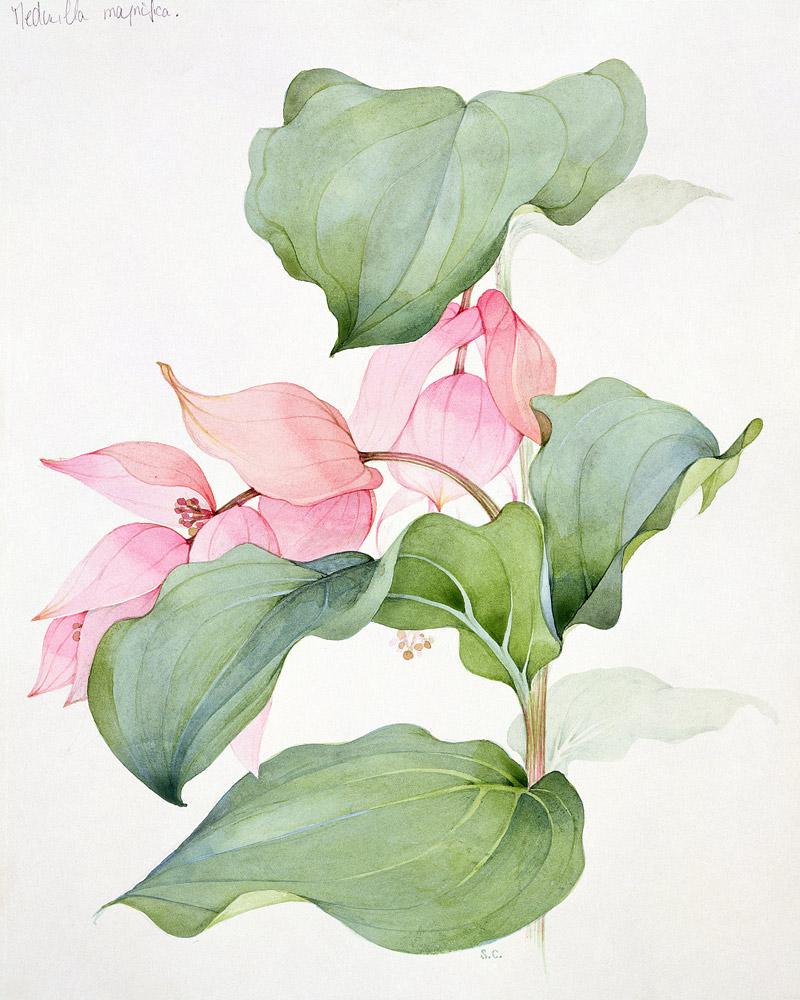 Medinilla magnifica  from Sarah  Creswell