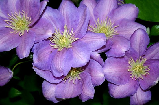 The Clematis Gang (colour photo)  from Sarah  O'Toole