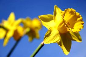Daffodil Line (colour photo) 
