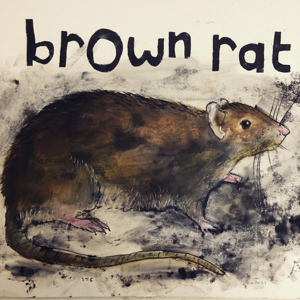 Brown rat from Sarah Thompson-Engels