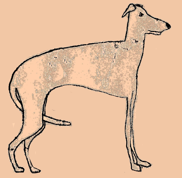 Skinny dog from Sarah Thompson-Engels