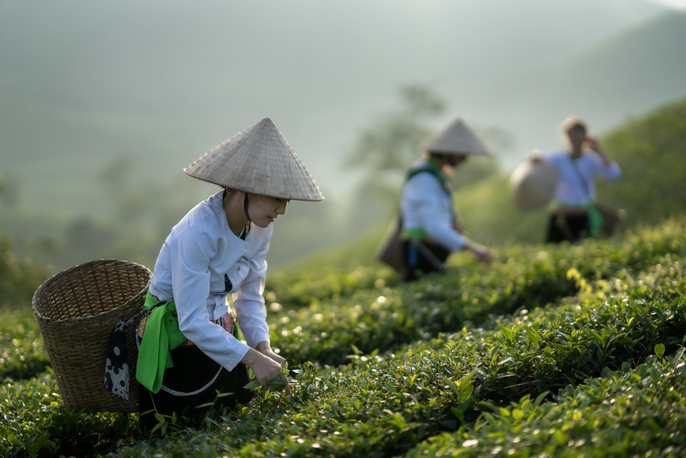 Vietnamese monk picking tea leaves from Sarawut Intarob