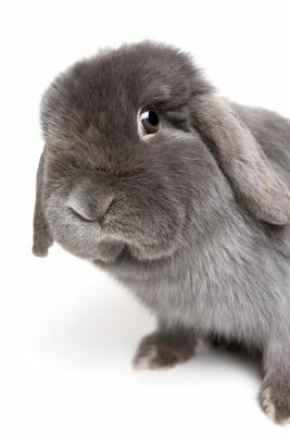 rabbit isolated on white from Sascha Burkard