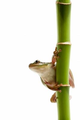 frog on bamboo from Sascha Burkard