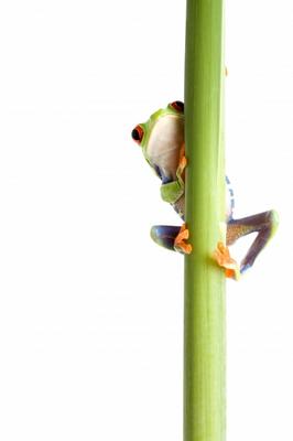 frog behind plant isolated white from Sascha Burkard