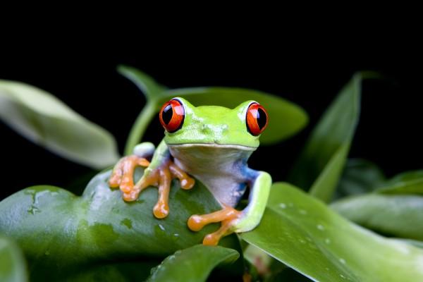 frog in plant isolated on black from Sascha Burkard