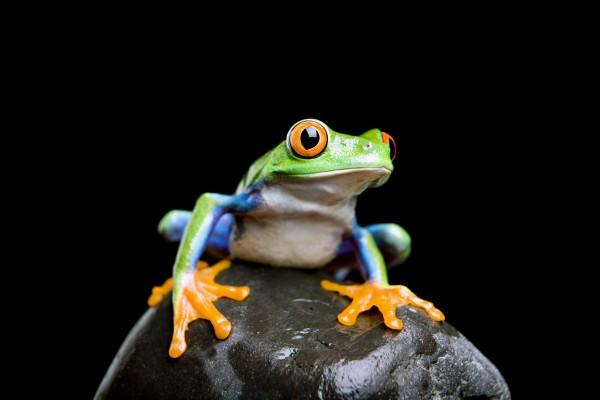frog on a rock isolated black from Sascha Burkard