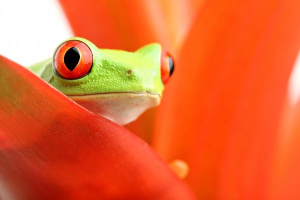 red-eyed tree frog on plant from Sascha Burkard