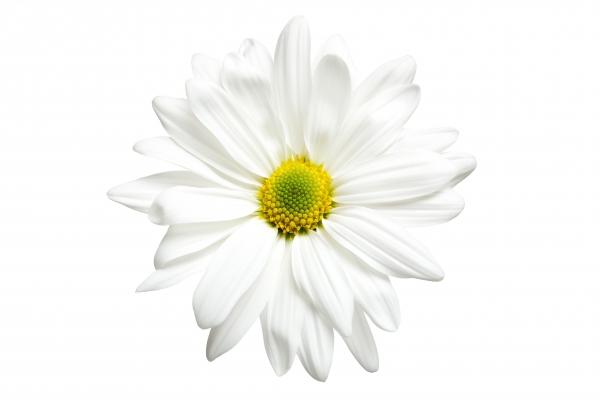White daisy isolated on white from Sascha Burkard