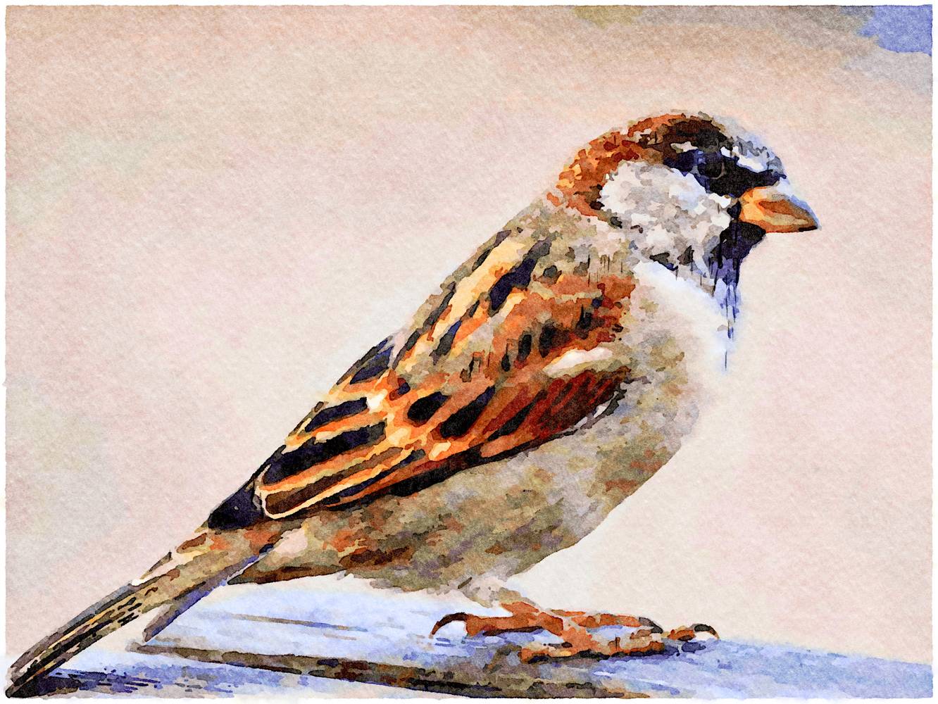 sparrow from Saskia Ben Jemaa