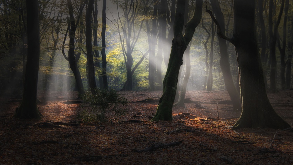 Forest of dancing trees from Saskia Dingemans