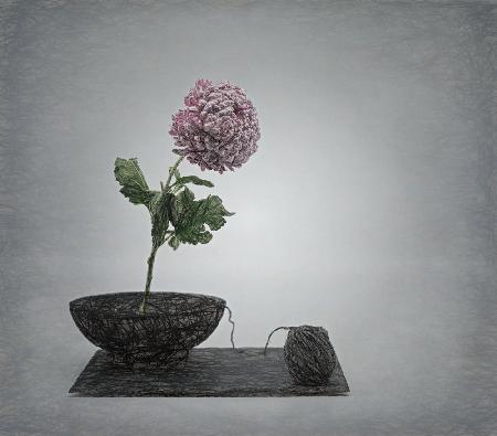 Zen impression with chrysant flower and a twist .