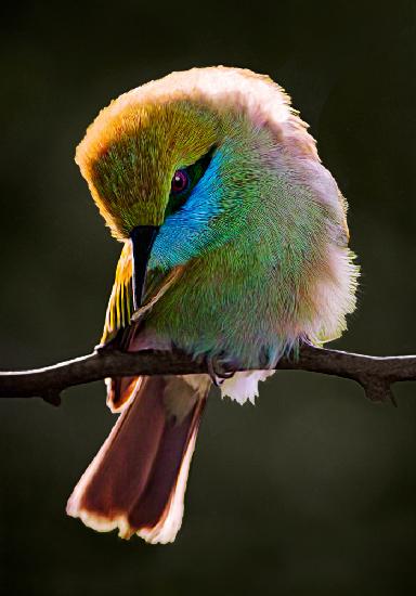 Bee Eater..