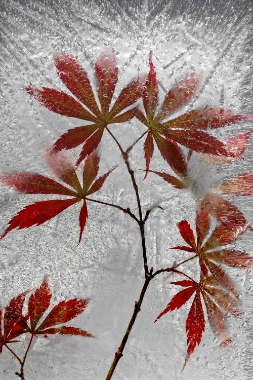 red maple from Secundino Losada