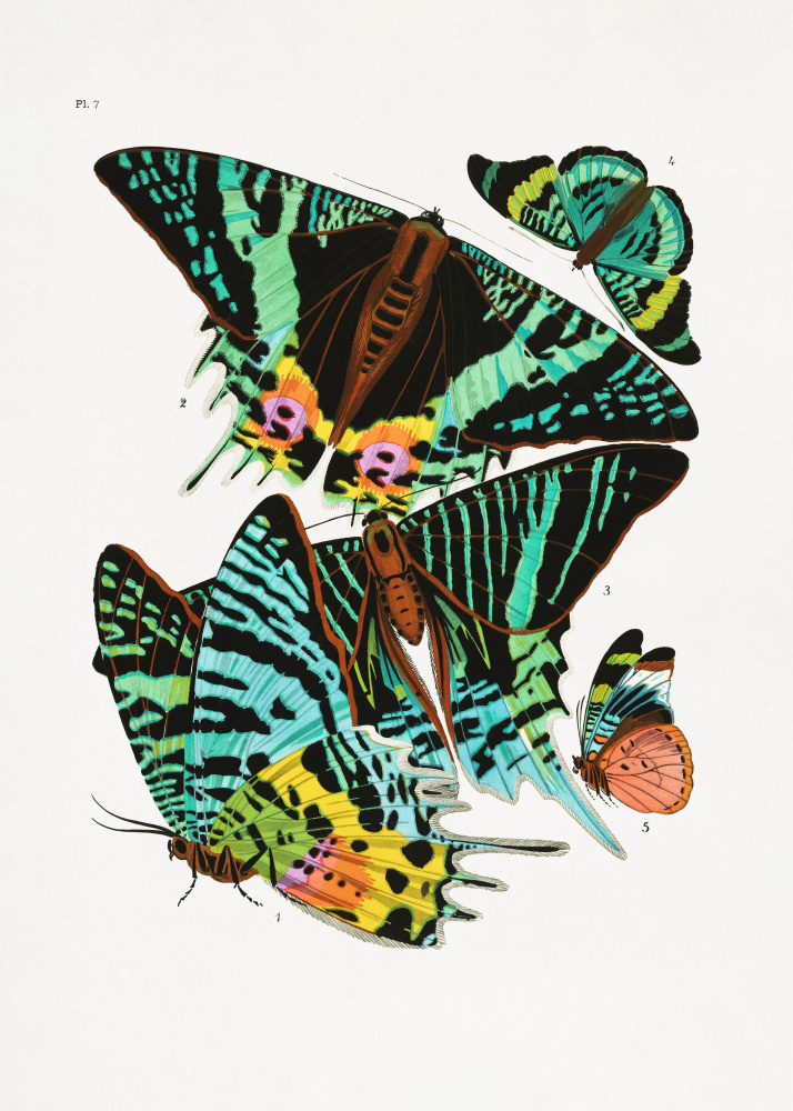 Butterflies 3 from Seguy