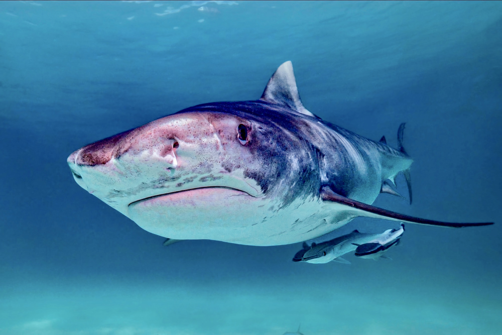 Tiger shark from Serge Melesan